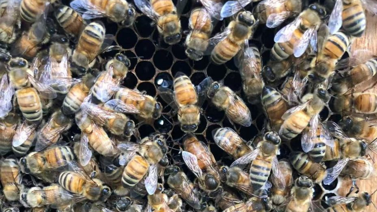 Beyond Royal Jelly: How Honeybee 'Palaces' Shape Future Queens