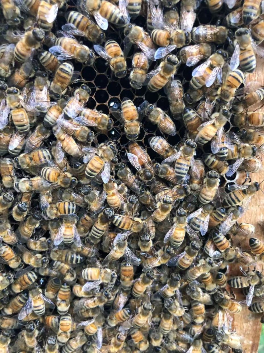 Beyond Royal Jelly: How Honeybee 'Palaces' Shape Future Queens