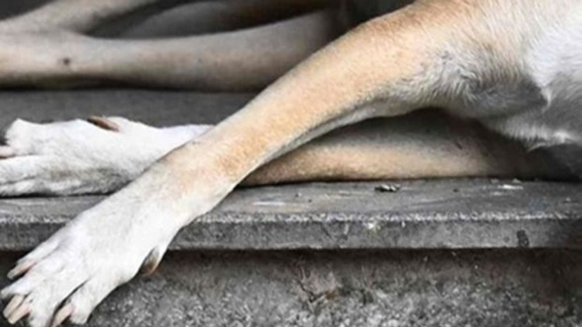 Two Council Officers Questioned Over Death of Stray Dog During Klang Capture Operation