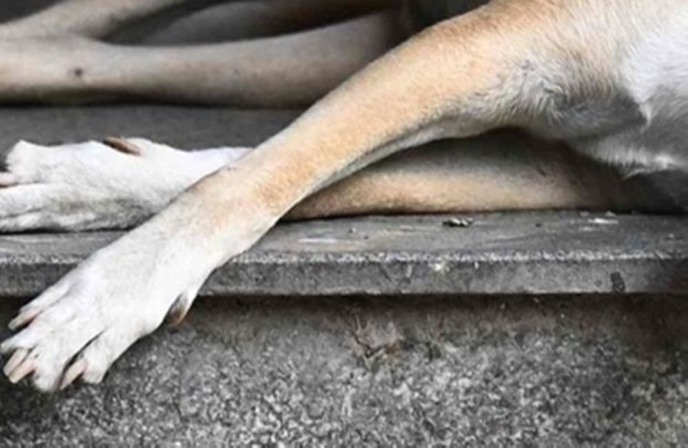 Two Council Officers Questioned Over Death of Stray Dog During Klang Capture Operation