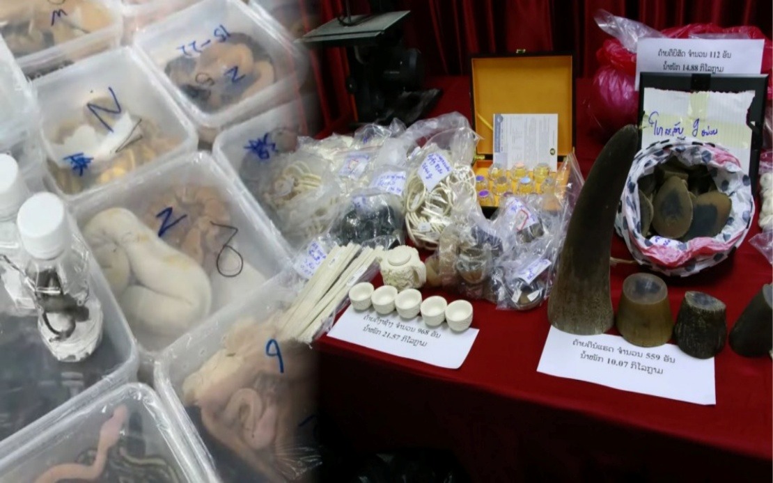 Laos Dismantles Major Wildlife Trafficking Network, Rescues Nearly 300 Animals