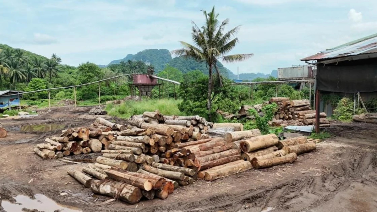 GOF arrests 11 in multi-state timber trafficking sweep, recovers RM2.43mil in contraband