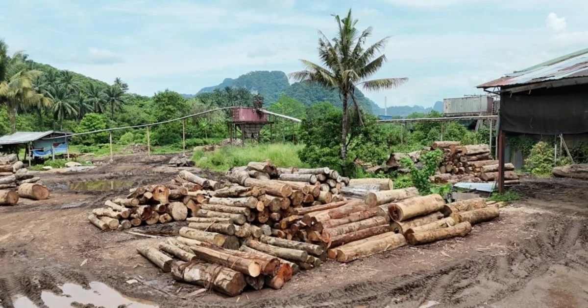 GOF arrests 11 in multi-state timber trafficking sweep, recovers RM2.43mil in contraband